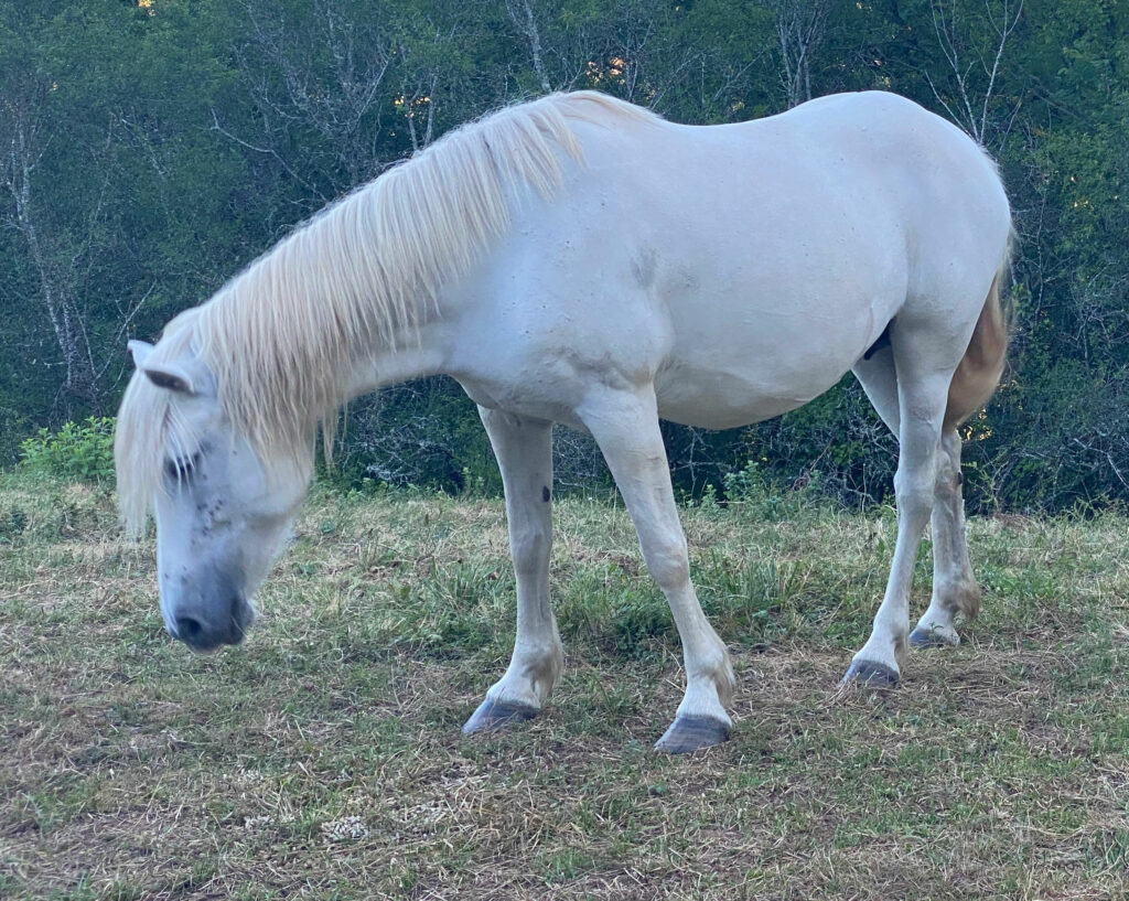 cheval camargue albi