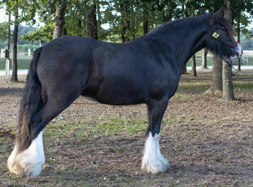 irish cob