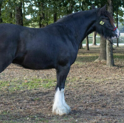 irish cob