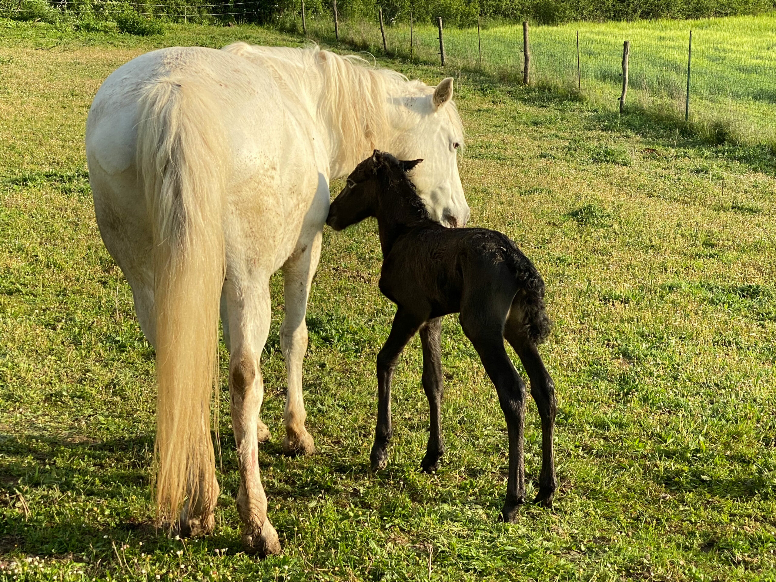 Cheval camargyes albi